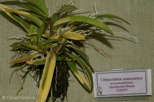 Chilochista usneoides
коллекционер Арефьева Юлия
Ключевые слова: Chilochista usneoides фото