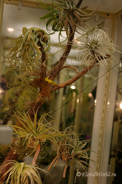 Различные тилландсии (Tillandsia)
Ключевые слова: тилландсии фото Tillandsia