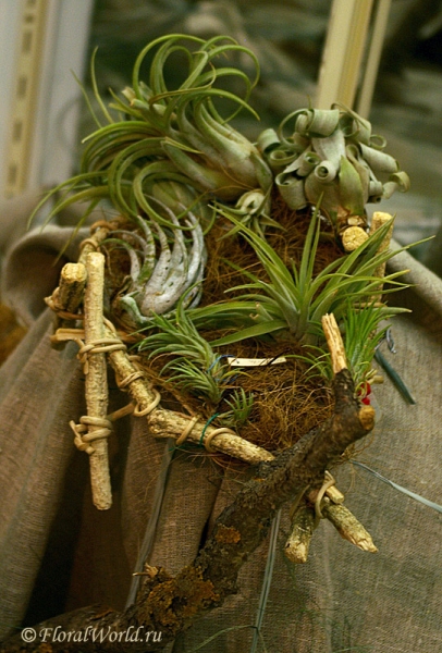 Различные тилландсии (Tillandsia)
Ключевые слова: тилландсии фото Tillandsia