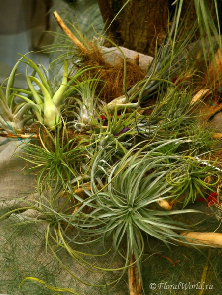 Различные тилландсии (Tillandsia)
Ключевые слова: тилландсии фото Tillandsia