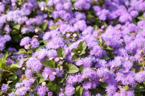 Нежные пушистики Агератума (Ageratum)
Ключевые слова: фото цветы парк Агератум Ageratum