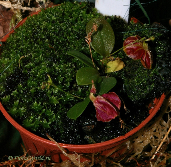 Lepanthes telipogoniflora
Ключевые слова: Lepanthes telipogoniflora фото