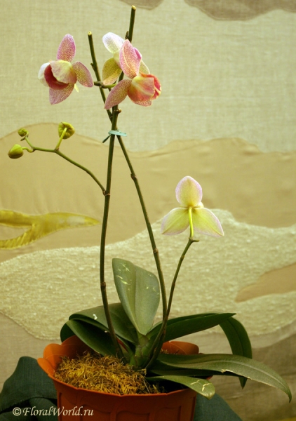 Phalaenopsis Peloric form
Ключевые слова: Phalaenopsis Peloric form фото