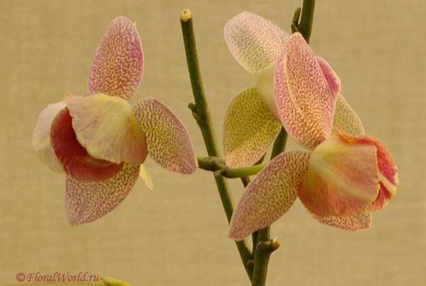 Phalaenopsis Peloric form
Ключевые слова: Phalaenopsis Peloric form фото