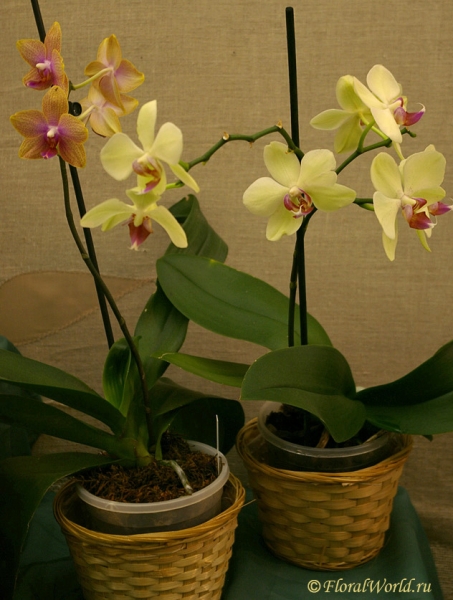 Phalaenopsis
Ключевые слова: Phalaenopsis фото