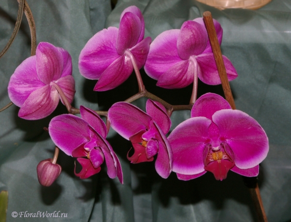 Phalaenopsis hybrid
Ключевые слова: Phalaenopsis hybrid фото