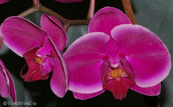 Phalaenopsis hybrid
Ключевые слова: Phalaenopsis hybrid фото