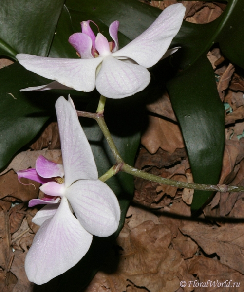 Phalaenopsis
Ключевые слова: Phalaenopsis фото