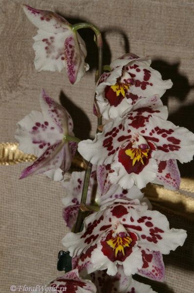 Odontoglossum Anna Claire
Ключевые слова: Odontoglossum Anna Claire фото