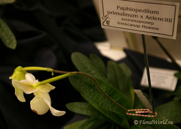 Paphiopedilum primulinum x Aelenciti
коллекционер Александр Иванов
Ключевые слова: Paphiopedilum primulinum x Aelenciti фото