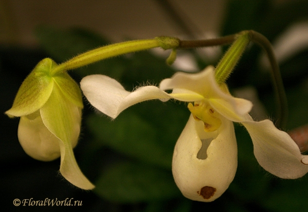 Paphiopedilum primulinum x Aelenciti
коллекционер Александр Иванов
Ключевые слова: Paphiopedilum primulinum x Aelenciti фото