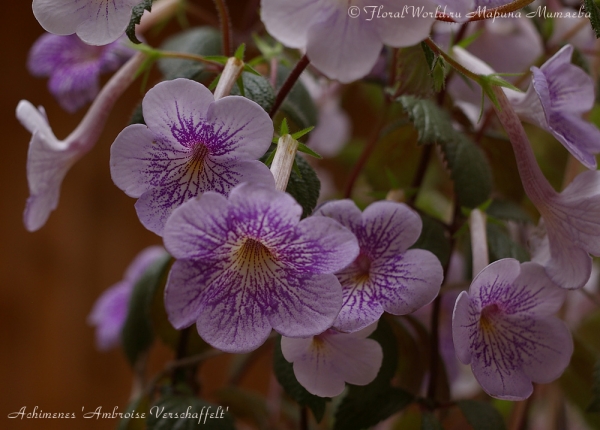 Achimenes 'Ambroise Verschaffelt'
Ключевые слова: Achimenes 'Ambroise Verschaffelt'