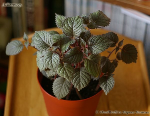 Ахименес (Achimenes sp.)
Ключевые слова: Ахименес Achimenes цветы фото цветет