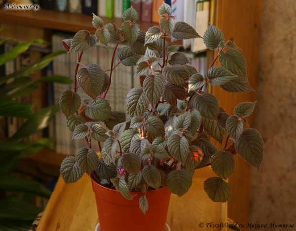 Ахименес (Achimenes sp.)
Ключевые слова: Ахименес Achimenes цветы фото цветет