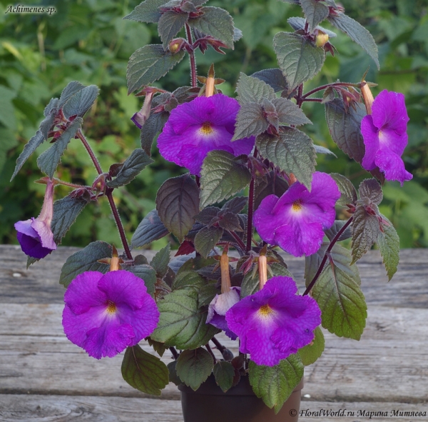 Ахименес (Achimenes sp.)
Ключевые слова: Ахименес Achimenes цветы фото цветет