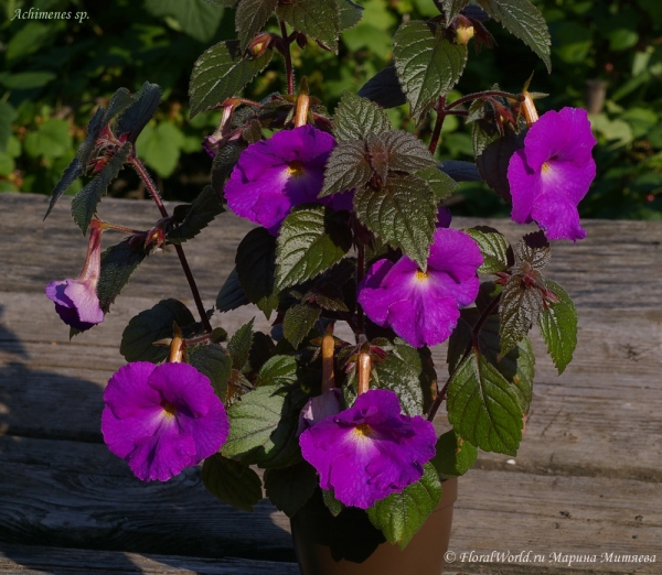 Ахименес (Achimenes sp.)
Ключевые слова: Ахименес Achimenes цветы фото цветет