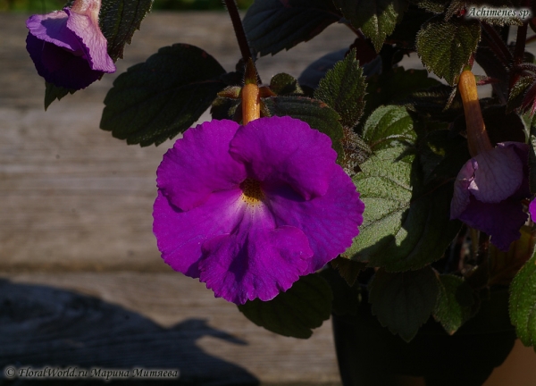 Ахименес (Achimenes sp.)
Ключевые слова: Ахименес Achimenes цветы фото цветет