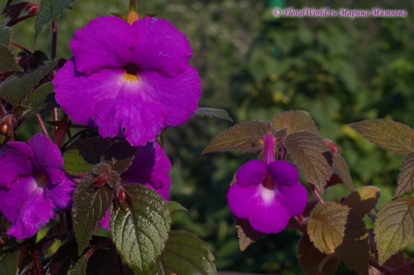 Ахименесы (Achimenes sp.)
Ключевые слова: Ахименес Achimenes цветы фото цветет