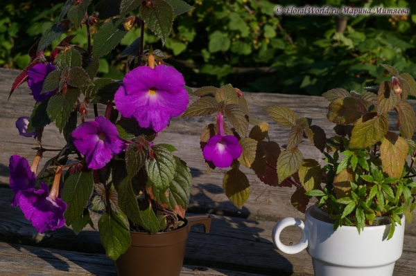 Ахименесы (Achimenes sp.)
Ключевые слова: Ахименес Achimenes цветы фото цветет