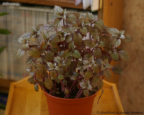 Achimenes 'Red Elf'
Ключевые слова: Ахименес Achimenes цветы фото цветет  Red Elf