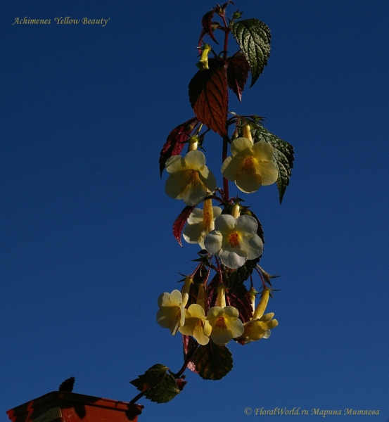 Achimenes 'Yellow Beauty'
Ключевые слова: Achimenes 'Yellow Beauty'