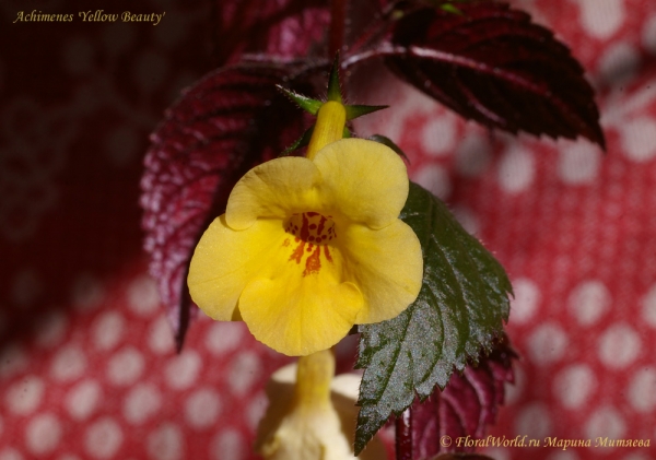 Achimenes 'Yellow Beauty'
Ключевые слова: Achimenes 'Yellow Beauty'