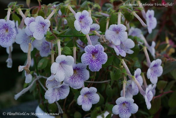 Achimenes 'Ambroise Verschaffelt'
Ключевые слова: Achimenes 'Ambroise Verschaffelt'