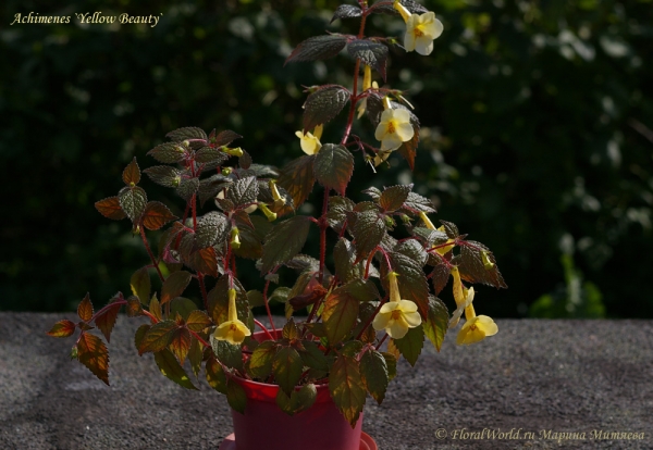 Achimenes `Yellow Beauty`
Ключевые слова: Achimenes `Yellow Beauty`