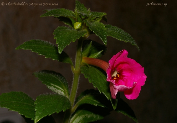 Ахименес (Achimenes sp.)
Ключевые слова: Achimenes sp. цветы фото цветок Ахименес