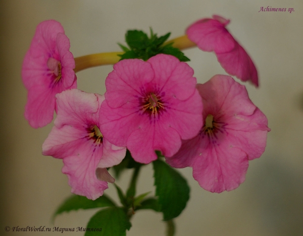 Ахименес (Achimenes sp.)
Ключевые слова: Ахименес Achimenes цветы фото цветет