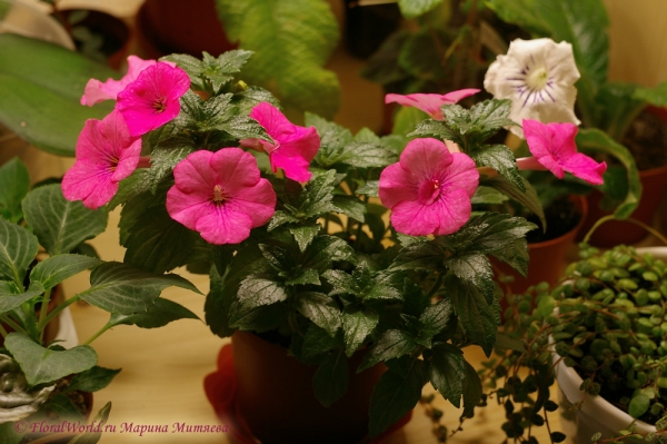 Achimenes sp.
Ключевые слова: Achimenes sp.