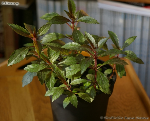 Ахименес (Achimenes sp.)
Ключевые слова: Ахименес Achimenes цветы фото цветет