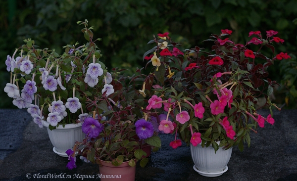 Ахименесы (Achimenes ssp)
Ключевые слова: Ахименесы Achimenes ssp