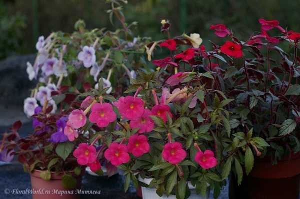 Ахименесы (Achimenes ssp)
Ключевые слова: Ахименесы Achimenes ssp