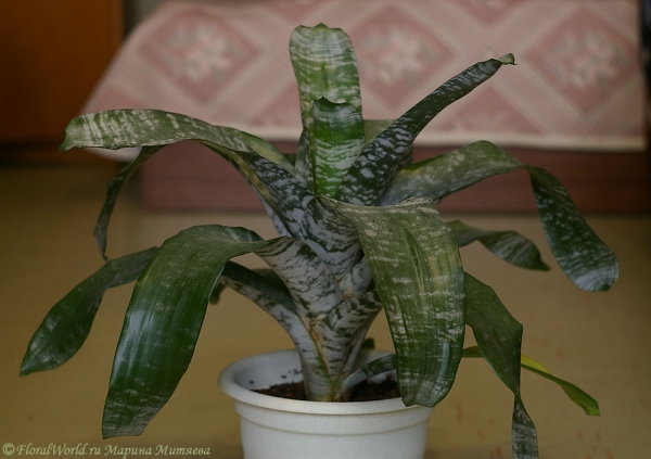 Эхмея полосатая сорт Primera  (Aechmea fasciata 'Primera')
Ключевые слова: Эхмея полосатая сорт Aechmea fasciata 'Primera' фото