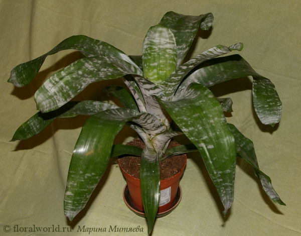 Эхмея полосатая (Aechmea fasciata)
Вот такая красотка появилась у меня дома. 

[url=http://www.floralworld.ru/encyclopedia/plants/Aechmea.html]Статья на сайте о Эхмее[/url]

[url=http://floralworld.ru/forum/index.php?topic=283.msg3197#msg3197]Обсуждение Эхмеи на форуме[/url]

Ключевые слова: Эхмея полосатая Aechmea fasciata