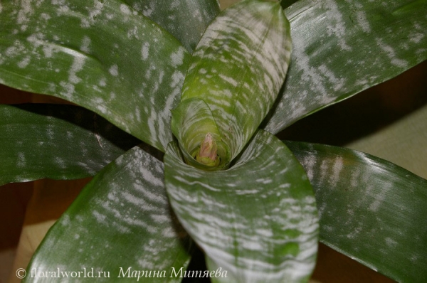 Сердцевина Эхмеи полосатой (Aechmea fasciata)
Видно цветонос :-)

[url=http://www.floralworld.ru/encyclopedia/plants/Aechmea.html]Статья на сайте об Эхмее[/url]

[url=http://floralworld.ru/forum/index.php?topic=283.msg3197#msg3197]Обсуждение Эхмеи на форуме[/url]

Ключевые слова: Эхмея полосатая Aechmea fasciata фото