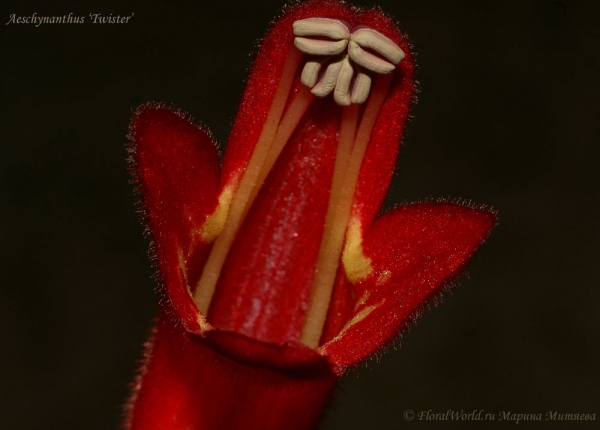 Aeschynanthus ‘Rasta’
Ключевые слова: Aeschynanthus Rasta