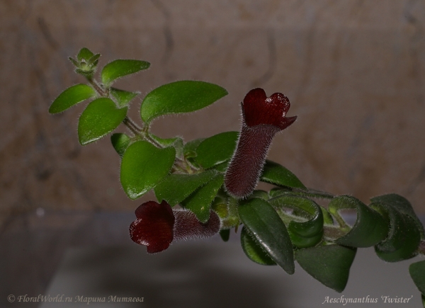 Aeschynanthus ‘Twister’
Ключевые слова: Aeschynanthus Twister фото