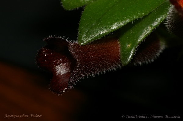 Aeschynanthus ‘Twister’
Ключевые слова: Aeschynanthus Twister фото