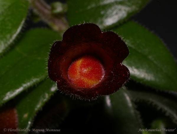 Aeschynanthus ‘Twister’
Ключевые слова: Aeschynanthus Twister фото