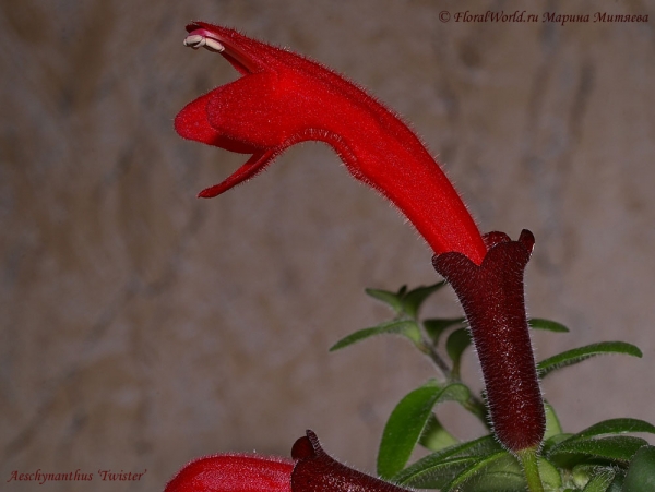 Aeschynanthus ‘Twister’
Ключевые слова: Aeschynanthus Twister эсхинантус фото цветок