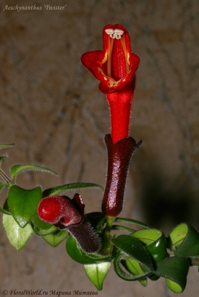 Aeschynanthus ‘Twister’
Ключевые слова: Aeschynanthus Twister эсхинантус фото цветок