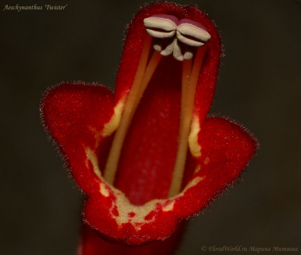 Aeschynanthus ‘Twister’
Ключевые слова: Aeschynanthus Twister эсхинантус фото цветок