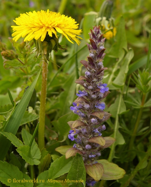 Одуванчик и Живучка ползучая (Ajuga reptans)
Живучку ползучую можно использовать для создания цветников. 
Ключевые слова: одуванчик и оивучка ползучая ajuga reptans