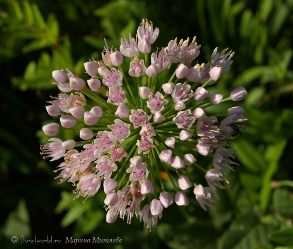 Лук-слизун (Allium nutans)
Лук-слизун  растет у нас на участке, когда он в цвету, к нему прилетают много разных насекомых опылителей.

Ключевые слова: Лук-слизун Allium nutans