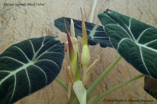 Alocasia reginula  'Black Velvet'
Ключевые слова: Alocasia reginula Black Velvet фото цветок цветет