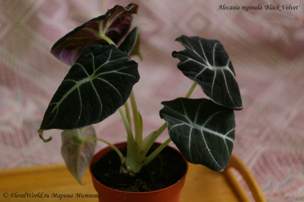 Alocasia reginula  'Black Velvet'
Ключевые слова: Alocasia reginula  'Black Velvet'