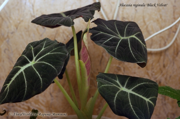 Alocasia reginula 'Black Velvet'
Распускается лист 
Ключевые слова: Alocasia reginula &#039;Black Velvet&#039;
