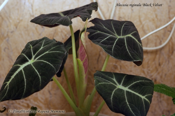 Alocasia reginula 'Black Velvet'
Распускается лист 
Ключевые слова: Alocasia reginula 'Black Velvet'